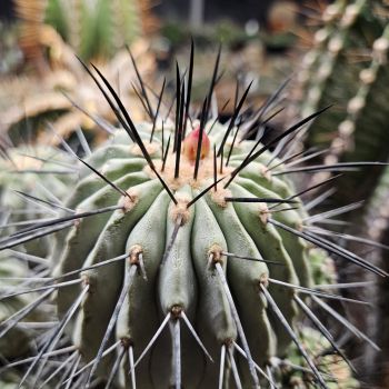 Preview: Copiapoa cinerea var. dealbata / longispina KK 609
